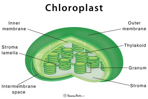 are chloroplasts found in animal cells? while exploring the intricacies of cellular biology, it's fascinating to ponder on the potential implications if chloroplasts were indeed discovered within animal cells.