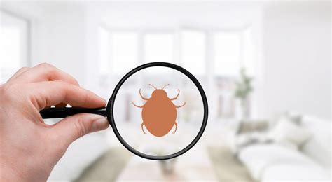 can bed bugs travel from house to house on their own? A discussion of the possibility and mechanisms involved