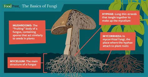 how do nutrients travel through fungi? how do mushrooms grow so quickly?