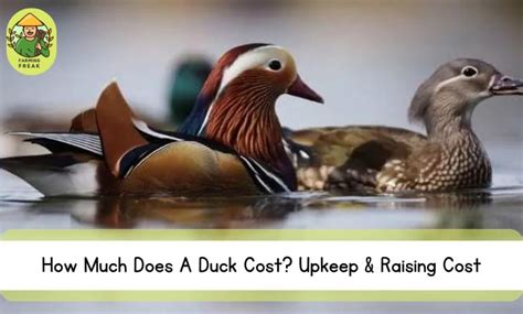 how much does a pet duck cost? the influence of breed and region