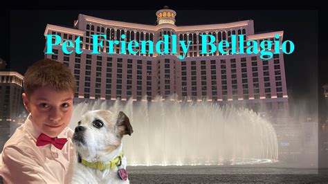 Is Bellagio Pet Friendly? A Deeper Dive into Resort Policies and Pet Lovers' Perspectives