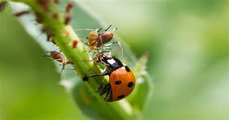 Pet What Do Ladybugs Eat: An Insight into the Hidden Worlds of Tiny Insects