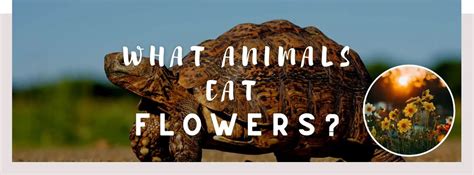 what animal eats flowers? Well, it’s fascinating to ponder about the creatures that might have a taste for these vibrant blooms.