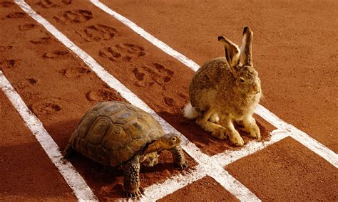 what animal represents patience: the tortoise and the hare fable offers more than just a tale of speed