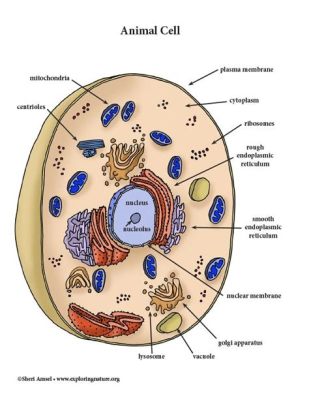 what color is the cell membrane in an animal cell: Exploring the Elusive Hue and Its Intricate Functions