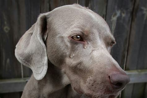 Why Does My Dog Cry When I Pet Him: A Multi-Layered Exploration